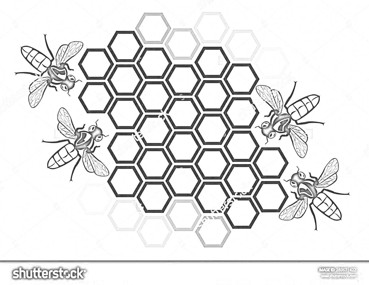 Раскраска Соты с четырьмя пчелами