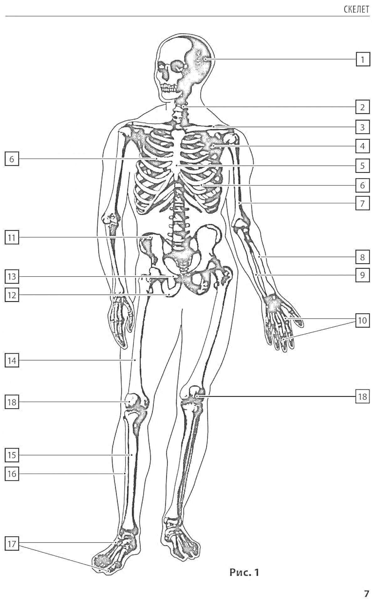 скелет человека с нумерацией основных костей