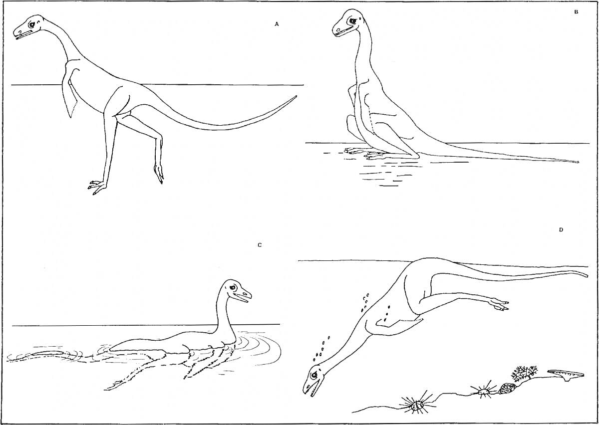 На раскраске изображено: Динозавр, Палеонтология, Вода, Плавает, Добыча, Растительность