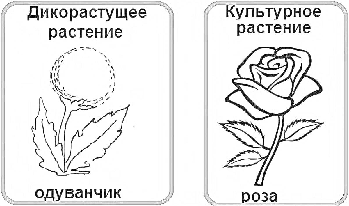 Раскраска дикорастущее растение - одуванчик, культурное растение - роза