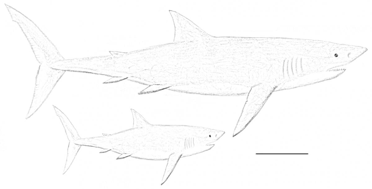 Мегалодон и акула в сравнении размеров