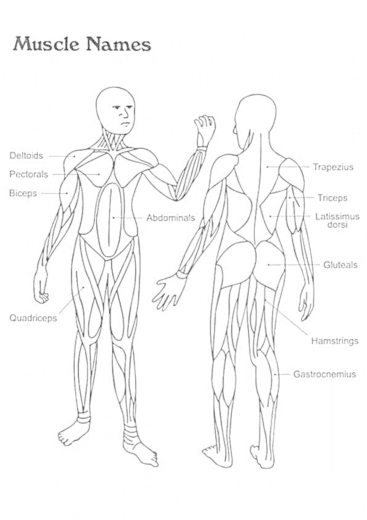 Раскраска Название мышц тела: дельтовидная, грудная, бицепс, квадрицепс, абдоминальная, трапециевидная, трицепс, широчайшая мышца спины, ягодичная, задняя бедренная (хамстринг), икроножная