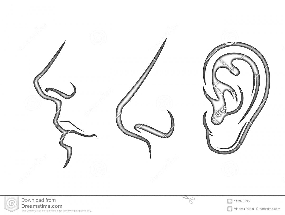 Раскраска Профиль носа и уха - контурное изображение