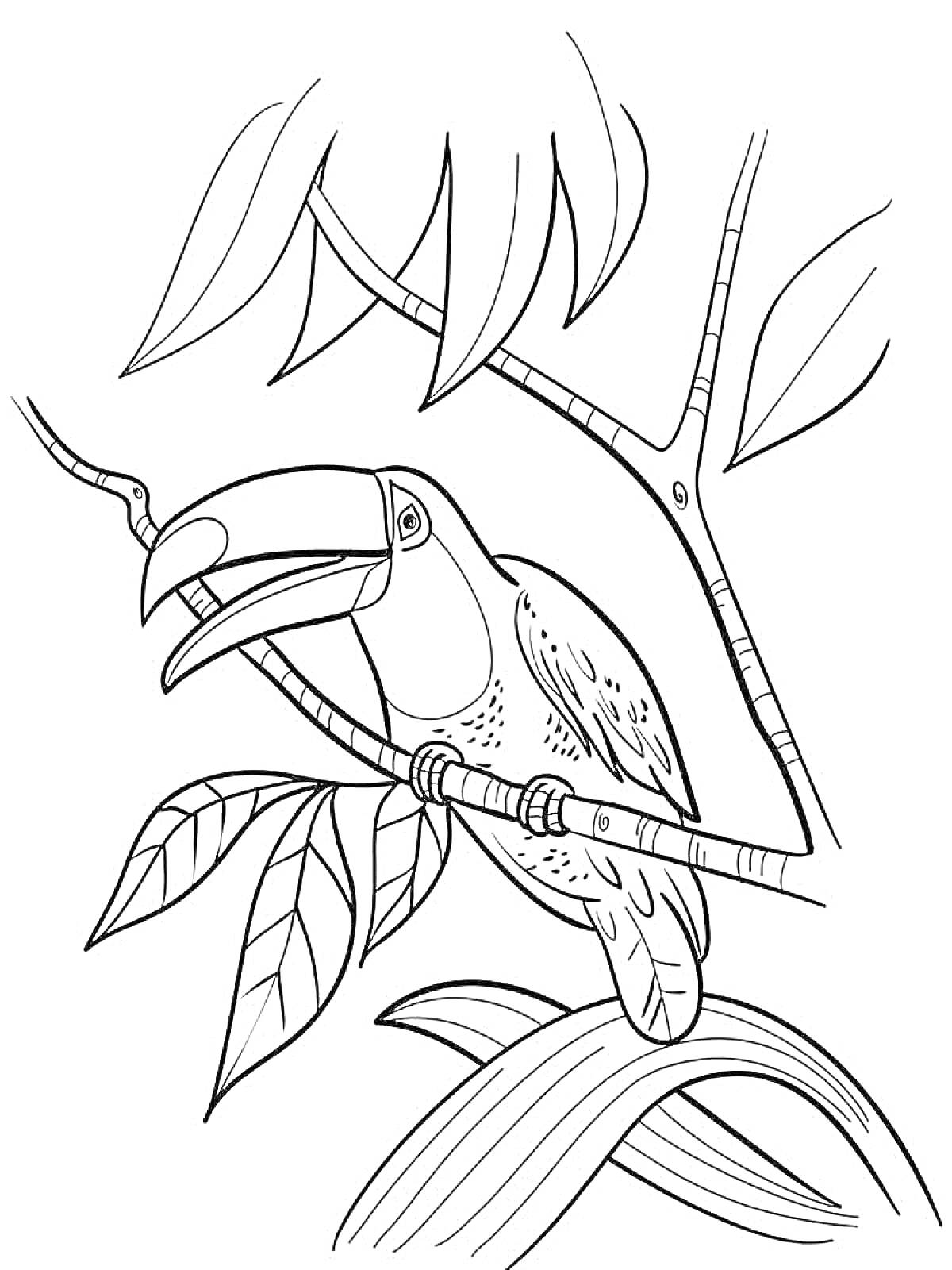 Раскраска Тукан на ветке с листвой