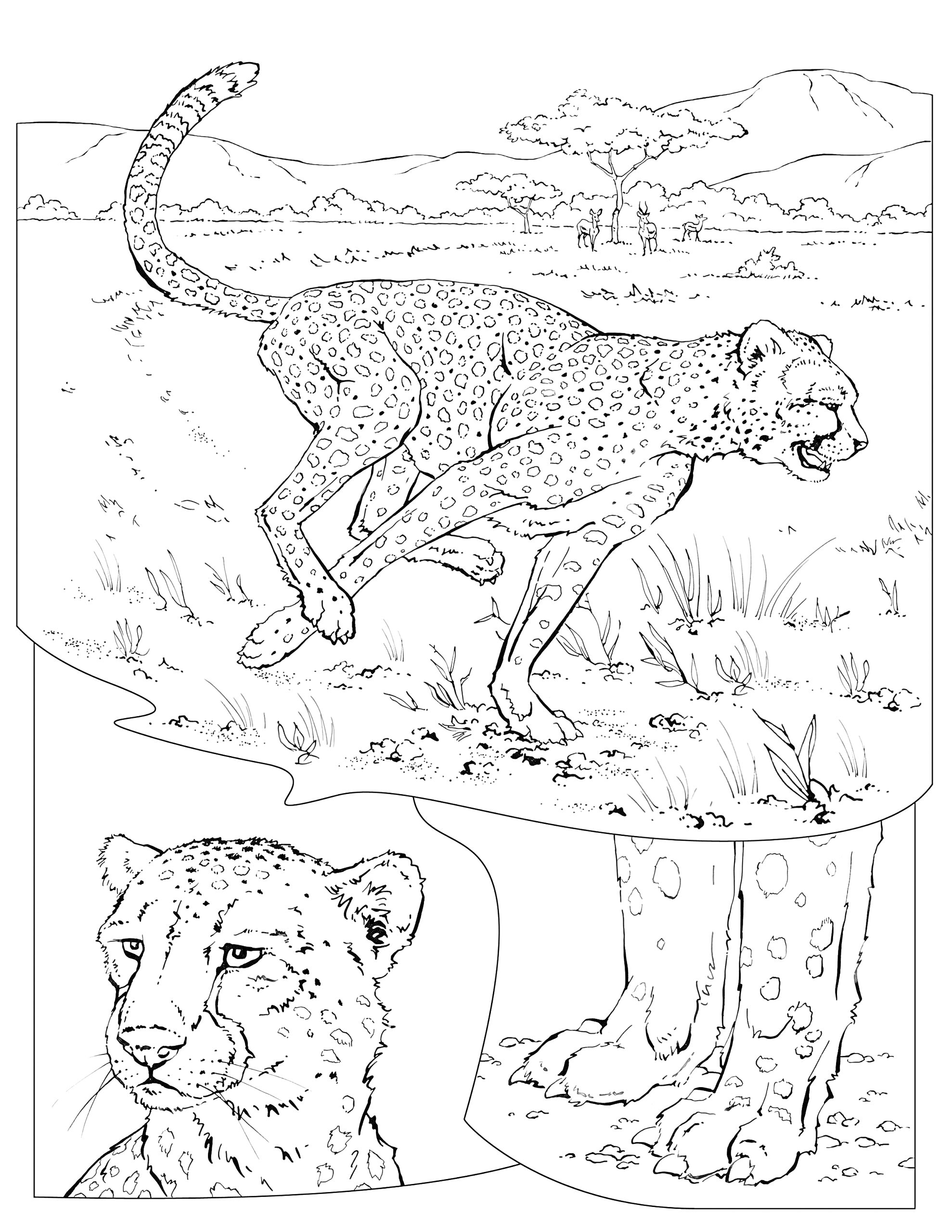 Раскраска Гепард в саванне с крупным планом головы и лап