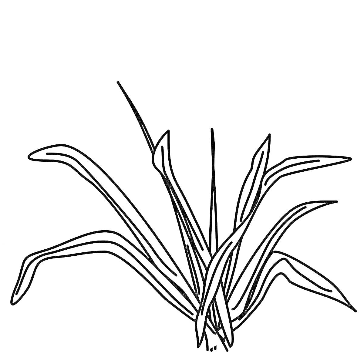 Раскраска Куст травы с длинными узкими листьями