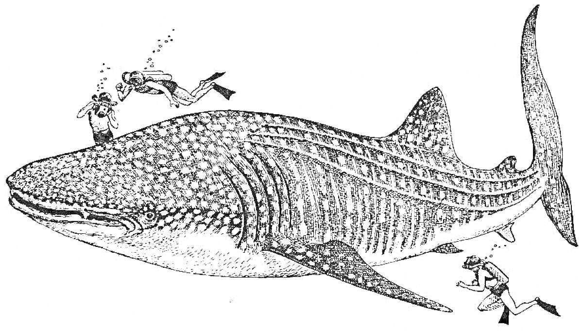 Раскраска Китовая акула с двумя ныряльщиками и дайвером