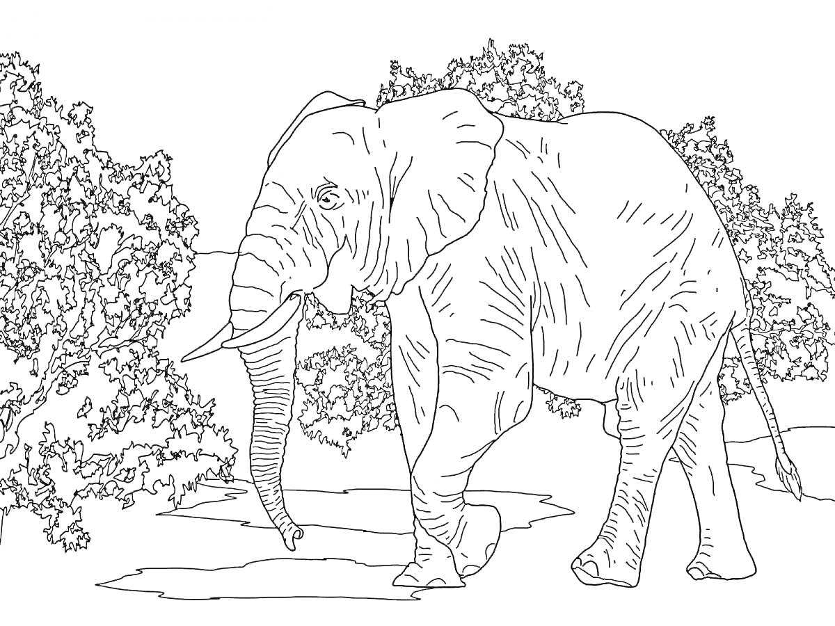 На раскраске изображено: Слон, Животные, Саванна, Деревья, Природа, Контурное изображение, Кусты