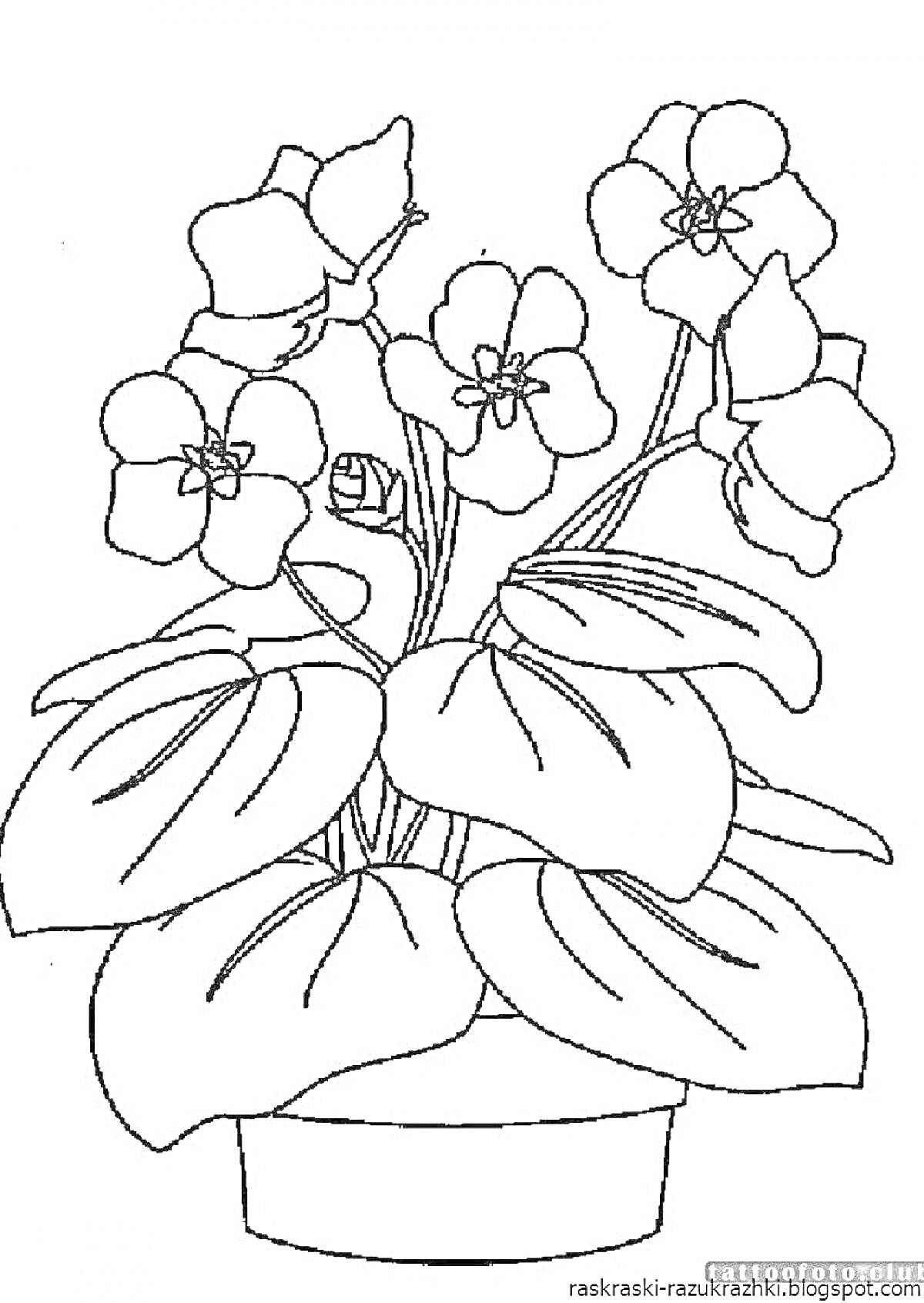На раскраске изображено: Фиалка, Цветы, Листья, Для детей