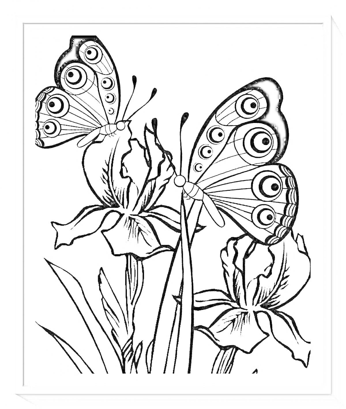 На раскраске изображено: Бабочка, Ирис, Природа, Крылья, Насекомое, Лепестки
