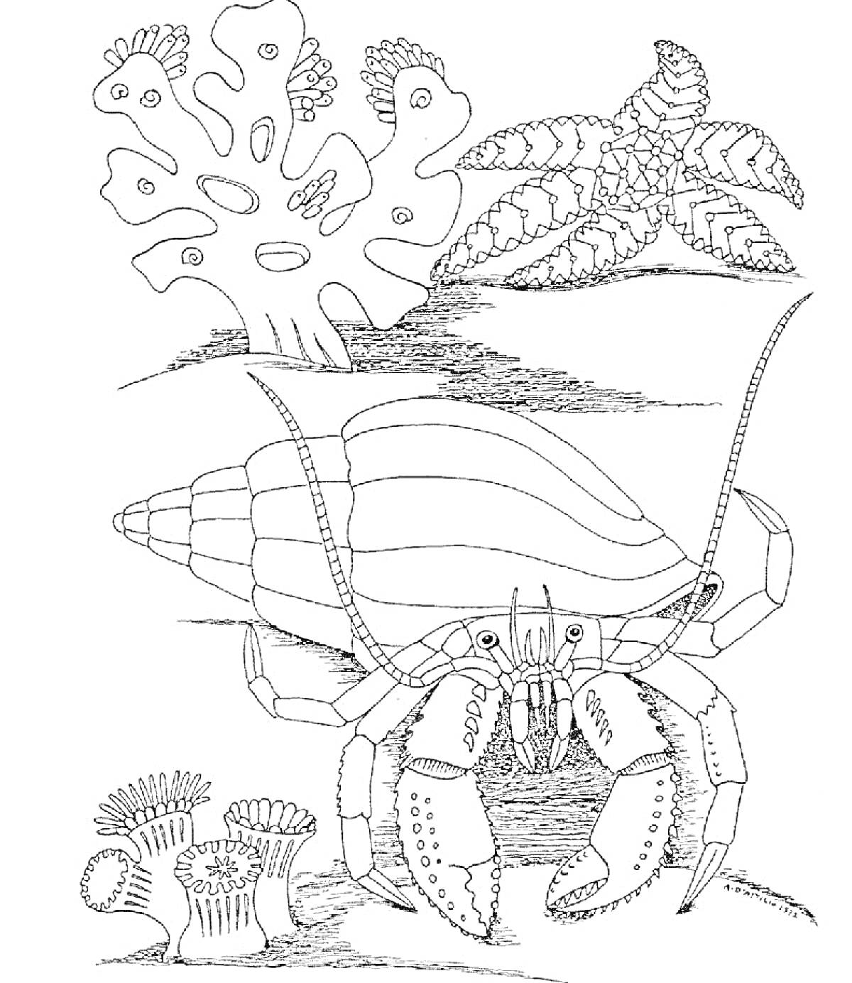 Раскраска Рак-отшельник, морская звезда, кораллы и анемоны на морском дне