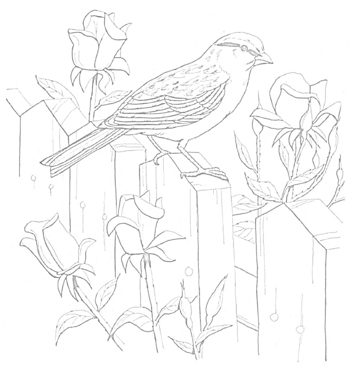 На раскраске изображено: Птица, Забор, Розы, Природа, Цветы