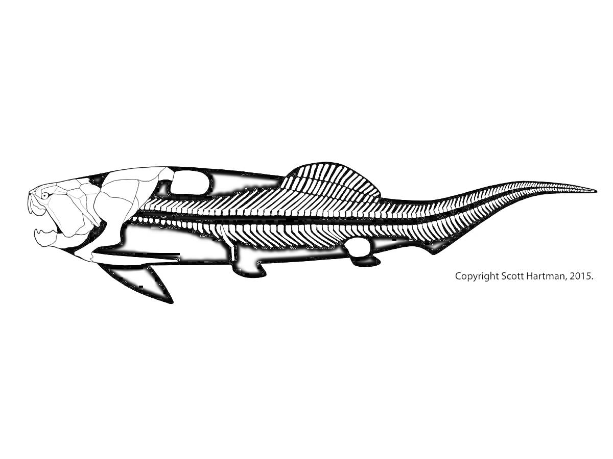 На раскраске изображено: Дунклеостей, Древняя рыба, Морская жизнь, Рыба, Плавники, Морская фауна