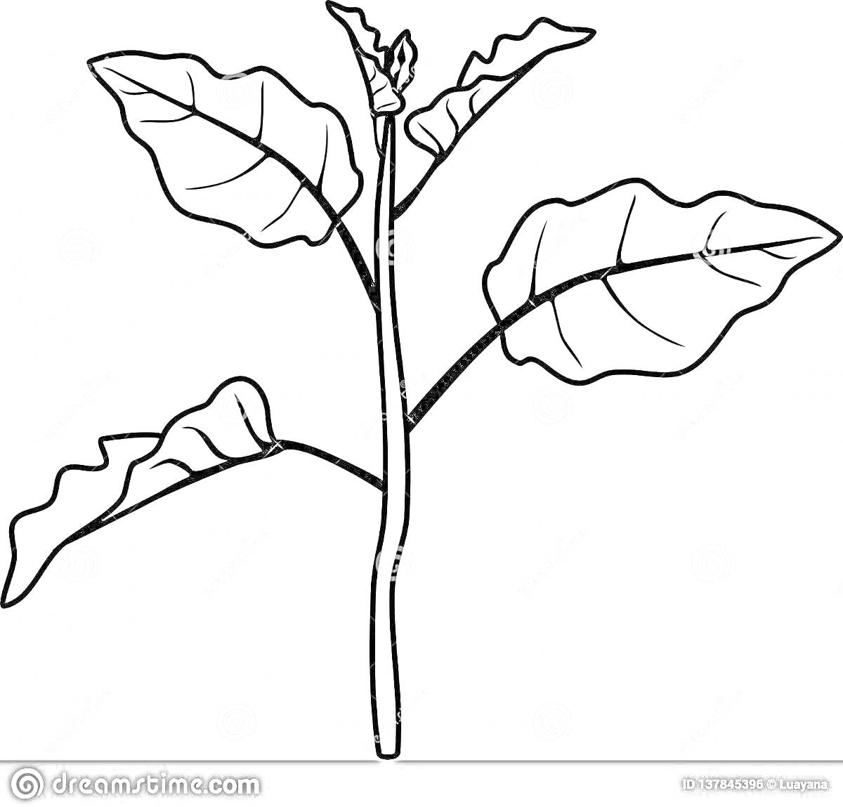 Раскраска Стебель растения с пятью листьями
