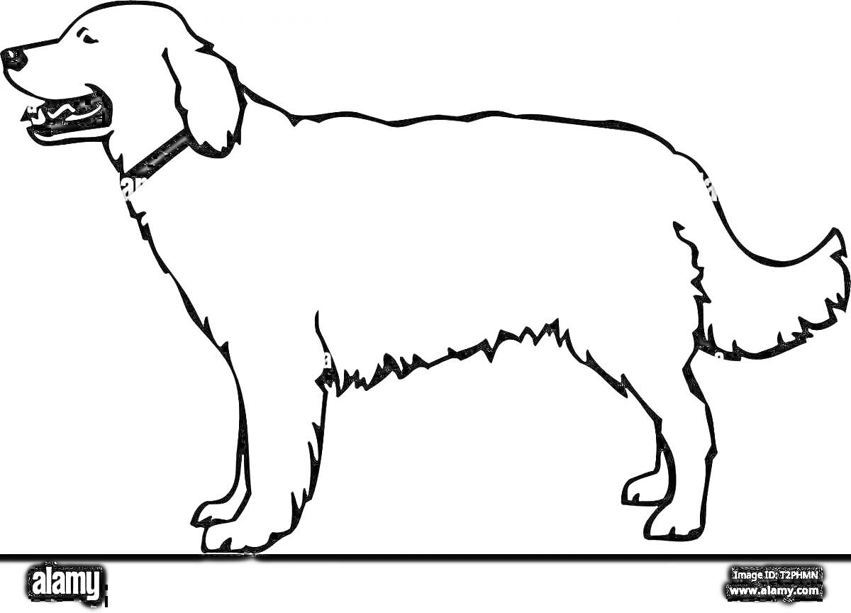 На раскраске изображено: Собака, Ошейник, Животные, Питомец, Контурные рисунки