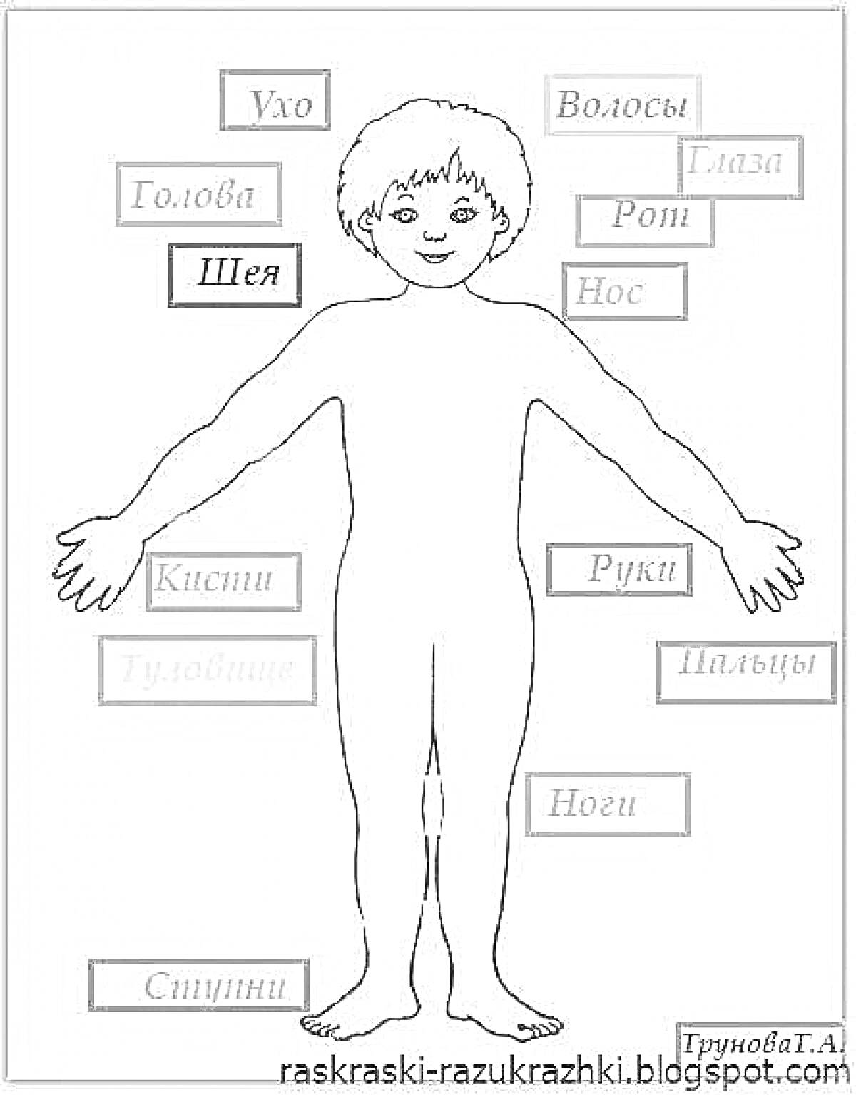 Раскраска Строение тела человека - ухо, волосы, глаза, голова, рот, шея, нос, руки, кисти, пальцы, туловище, ноги, ступни