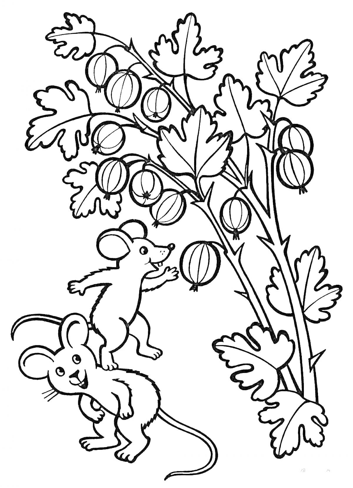 На раскраске изображено: Ягоды, Крыжовник, Растения, Листья, Природа, Мышь