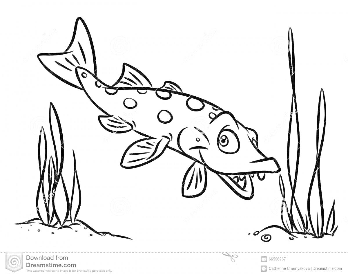 На раскраске изображено: Щука, Рыба, Водоросли, Улитка, Водоем, Подводный мир