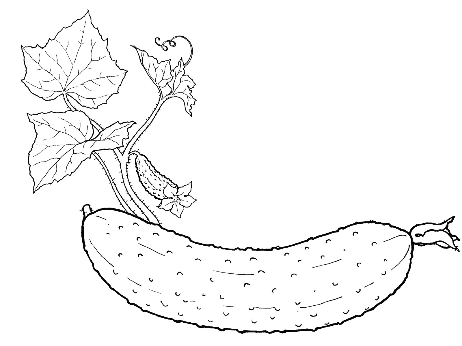 На раскраске изображено: Огурец, Листья, Ветка, Природа, Овощи