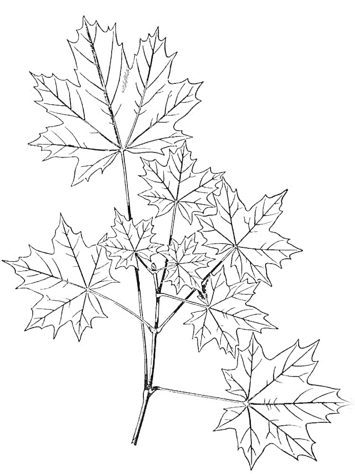 Раскраска Ветвь клена с листьями