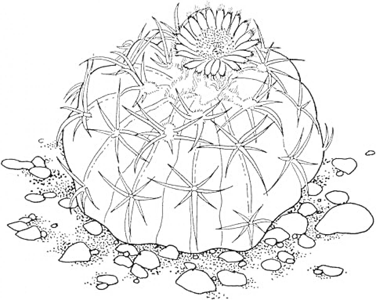 Раскраска Кактус с цветком и камнями