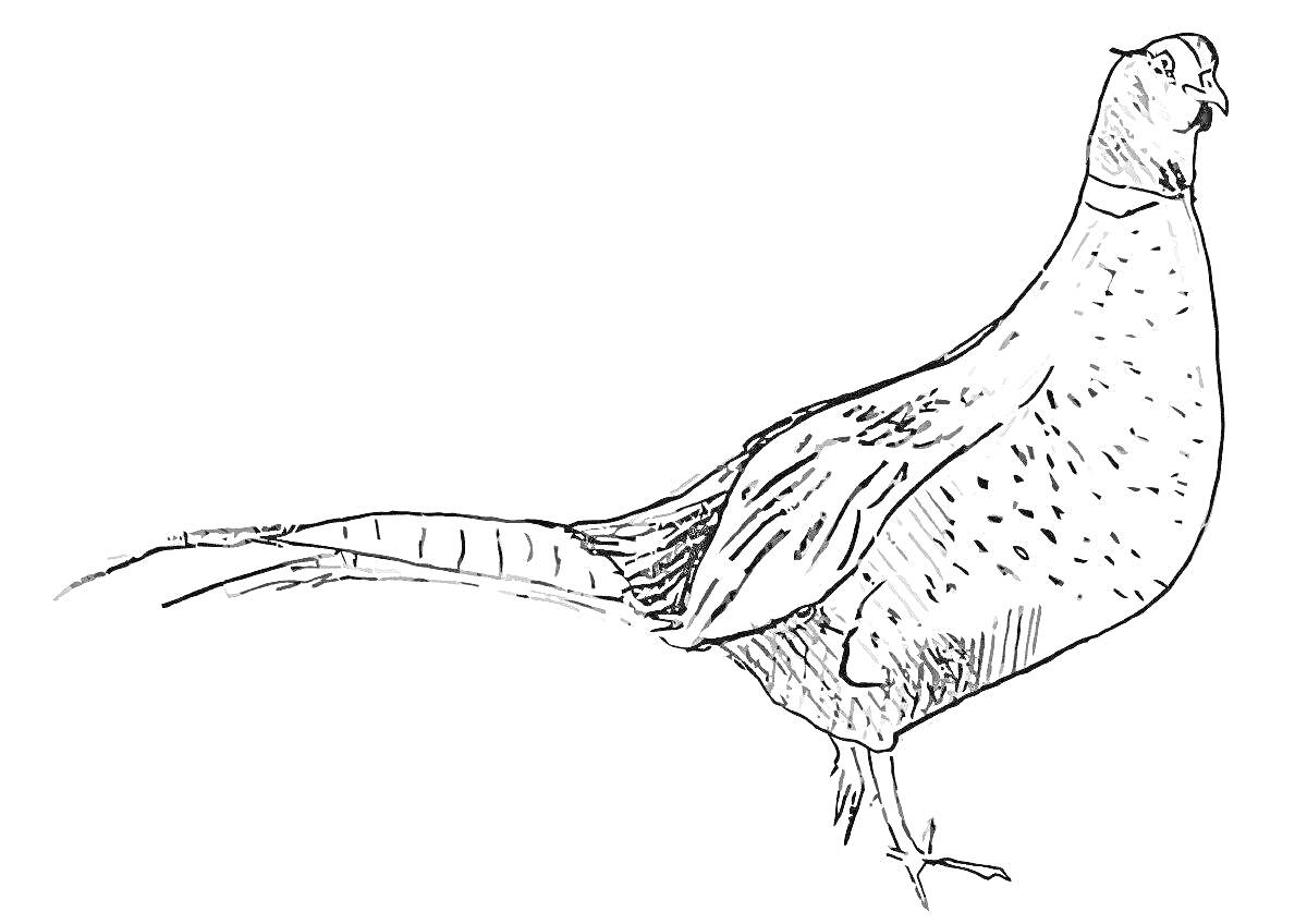 На раскраске изображено: Фазан, Птица, Длинный хвост, Оперение, Стоящий на земле, Для детей