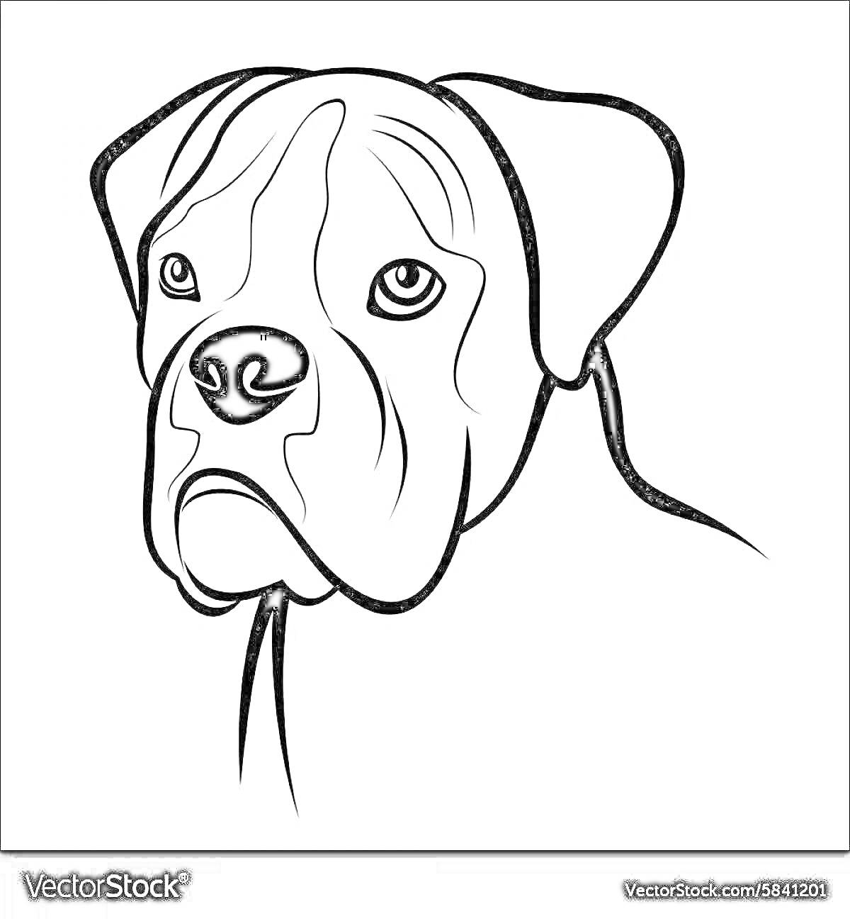 Раскраска Портрет собаки боксера, только голова и частично шея