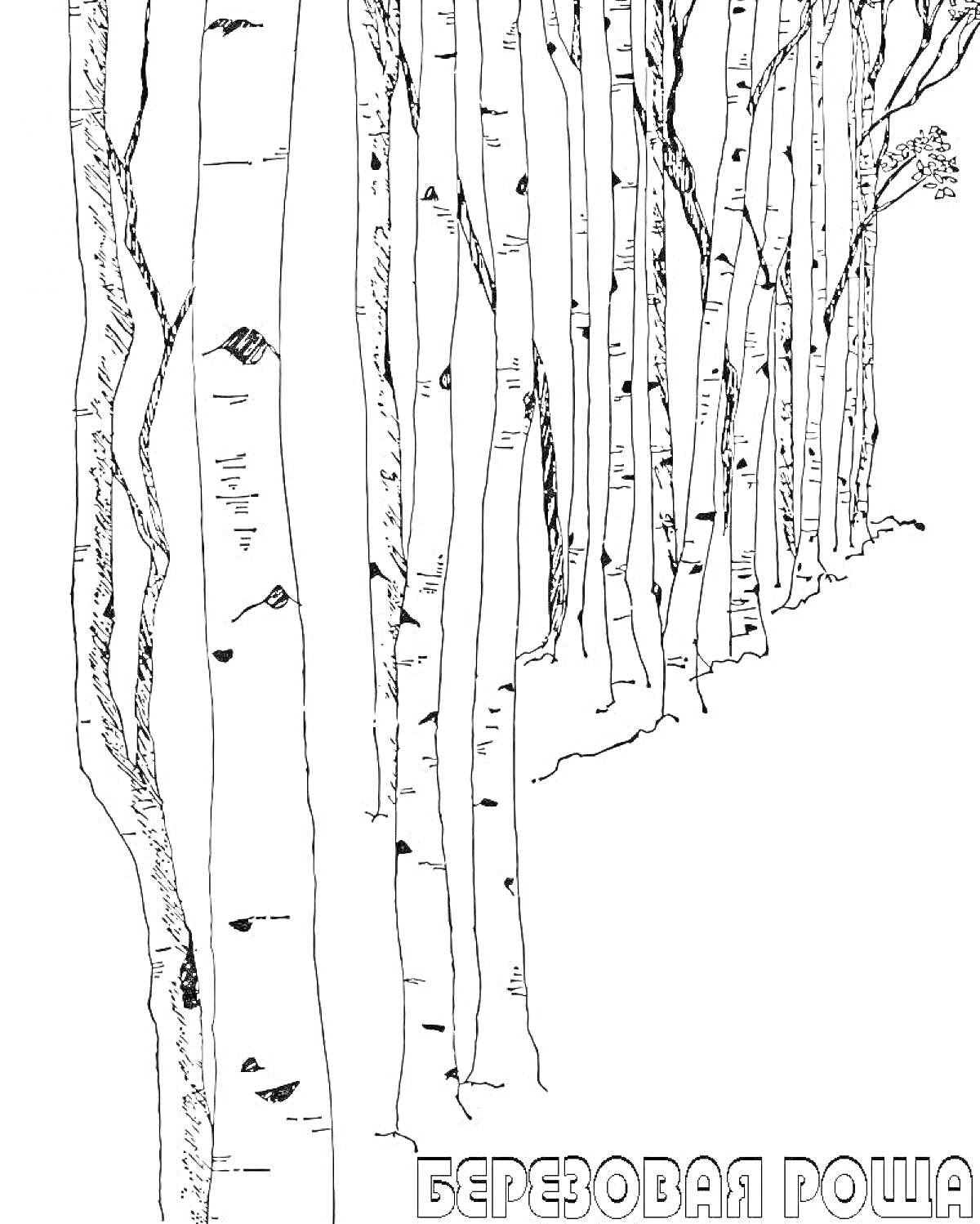 На раскраске изображено: Береза, Роща, Лес, Деревья, Природа