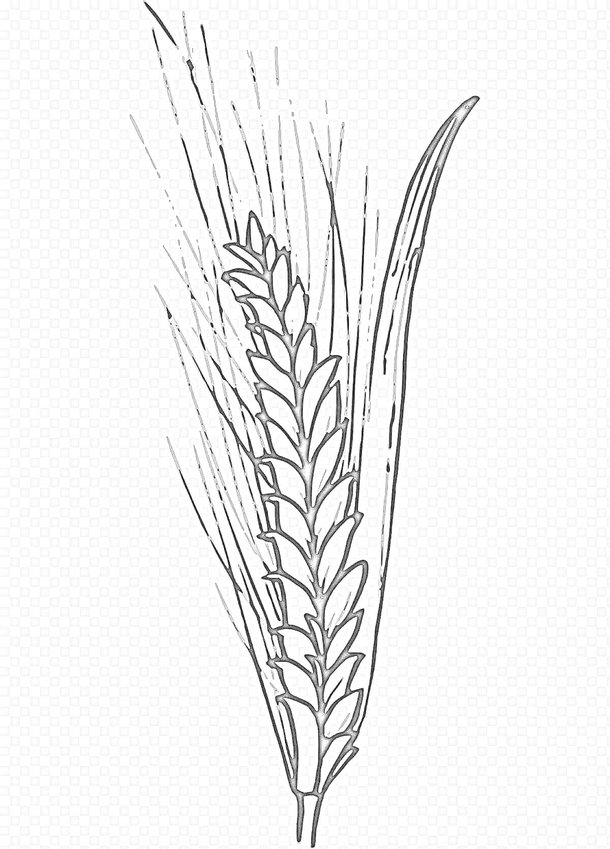 Раскраска Колосок с зернами и листьями