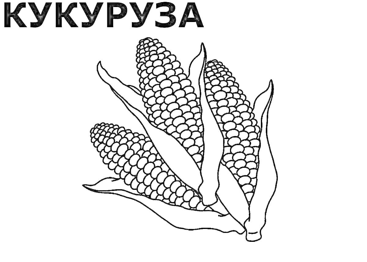 На раскраске изображено: Кукуруза, Листья, Овощи, Природа