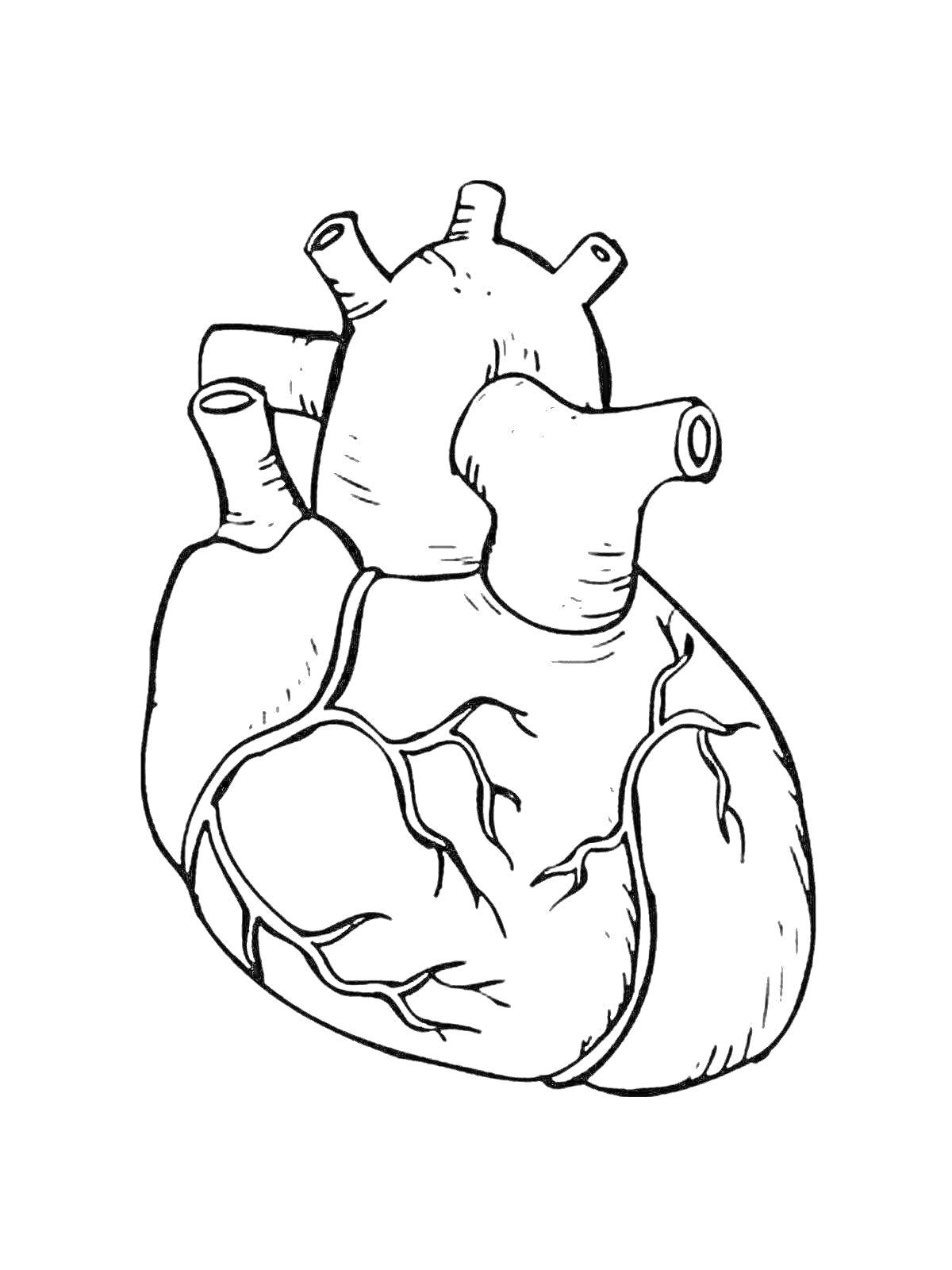 Раскраска Анатомическое изображение человеческого сердца с артериями и венами