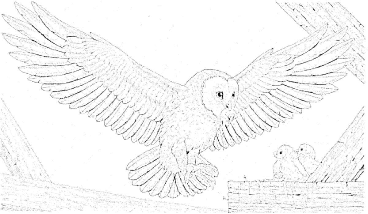 На раскраске изображено: Полярная сова, Сова, Гнездо, Пернатые, Птица