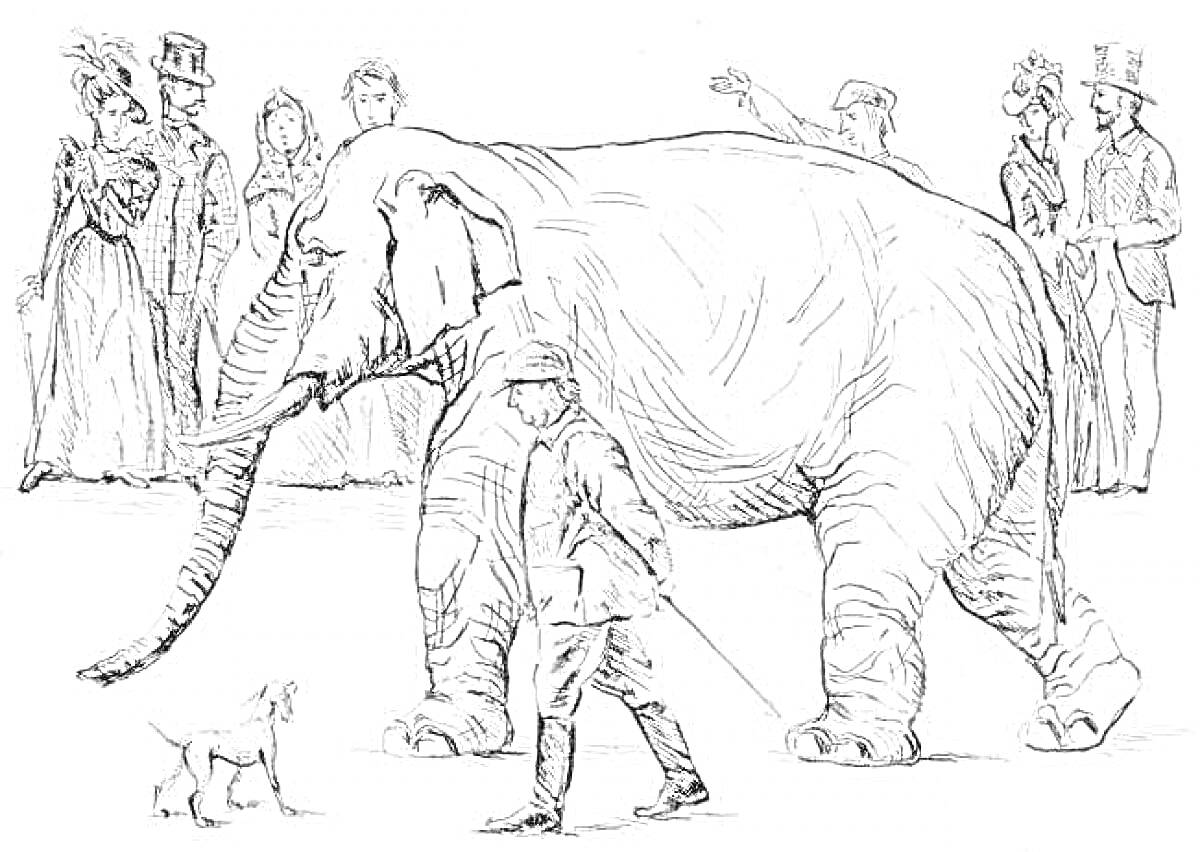 Раскраска Слон идет по улице с дрессировщиком и собакой, окруженные людьми