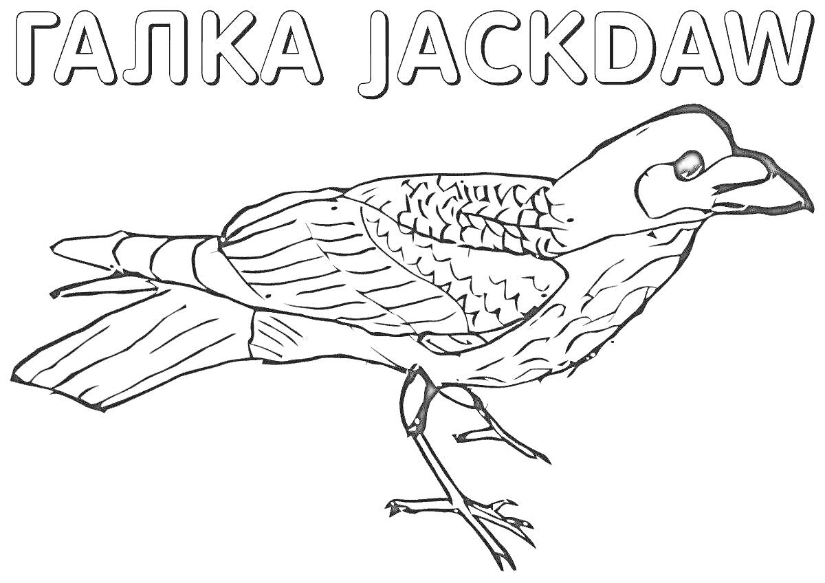 Раскраска Раскраска - галка с подписью JACKDAW