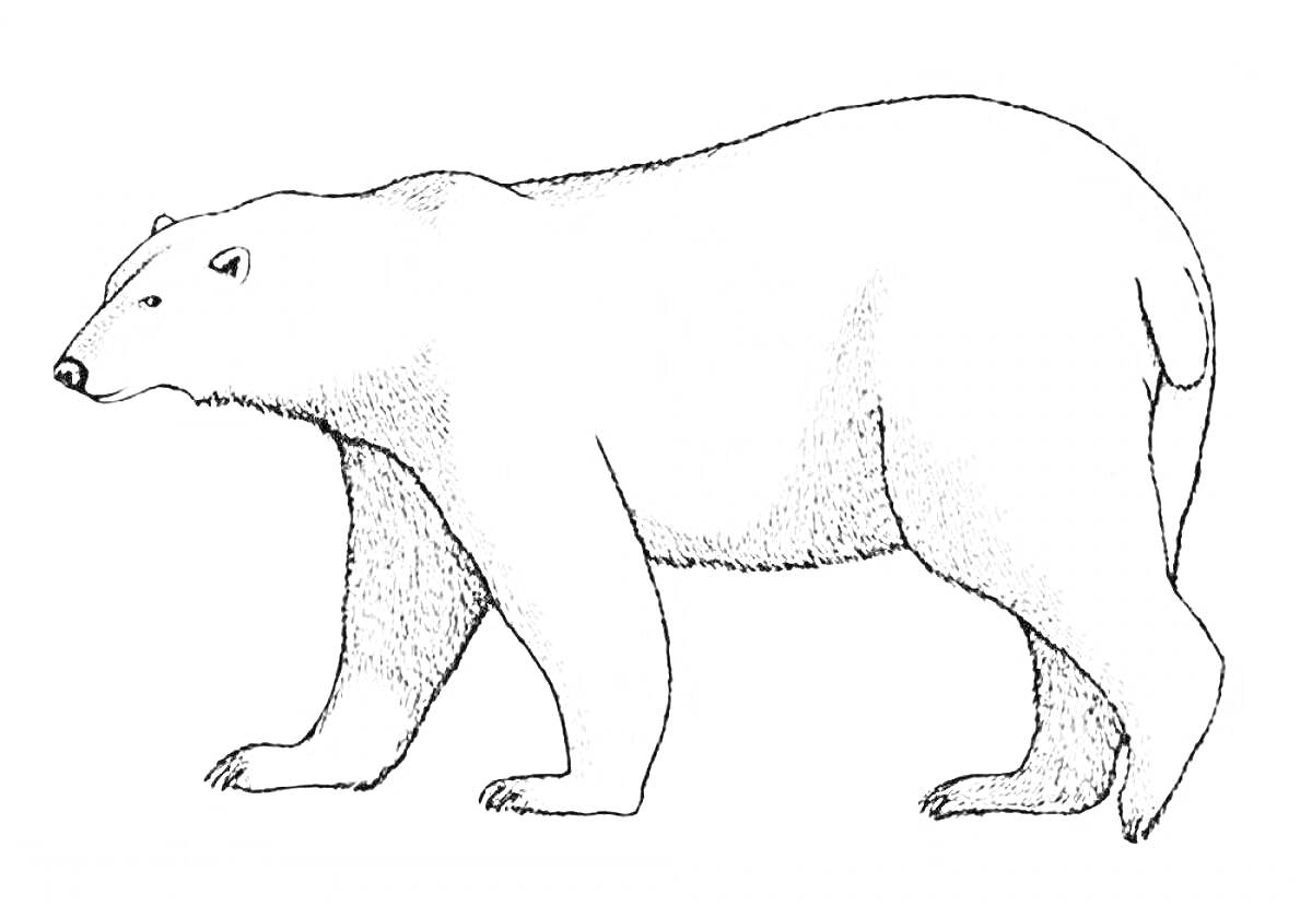Раскраска Полярный медведь, идущий в профиль