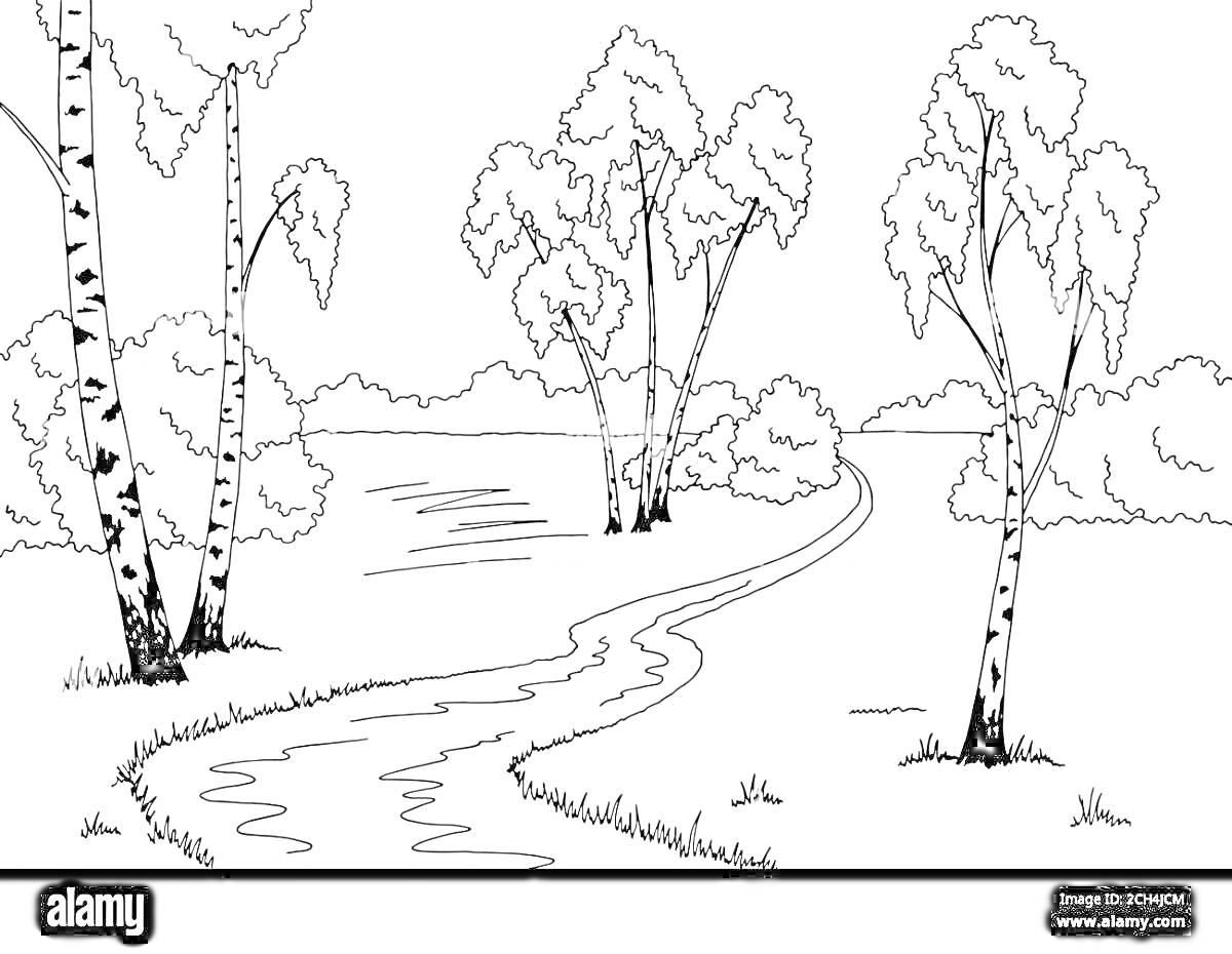 Раскраска Березовая роща, река и тропинка