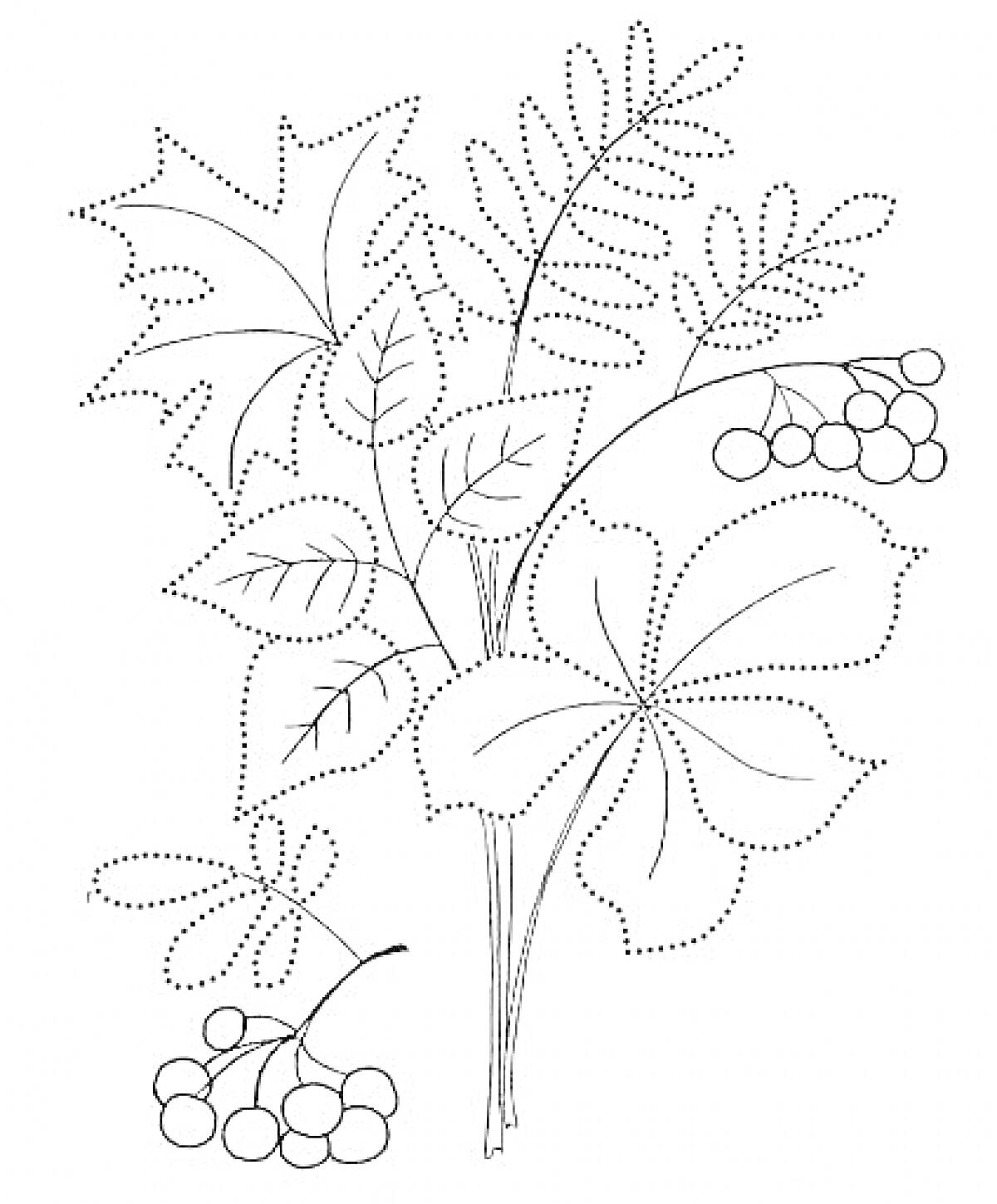 Раскраска Ветка с осенними листьями и ягодами