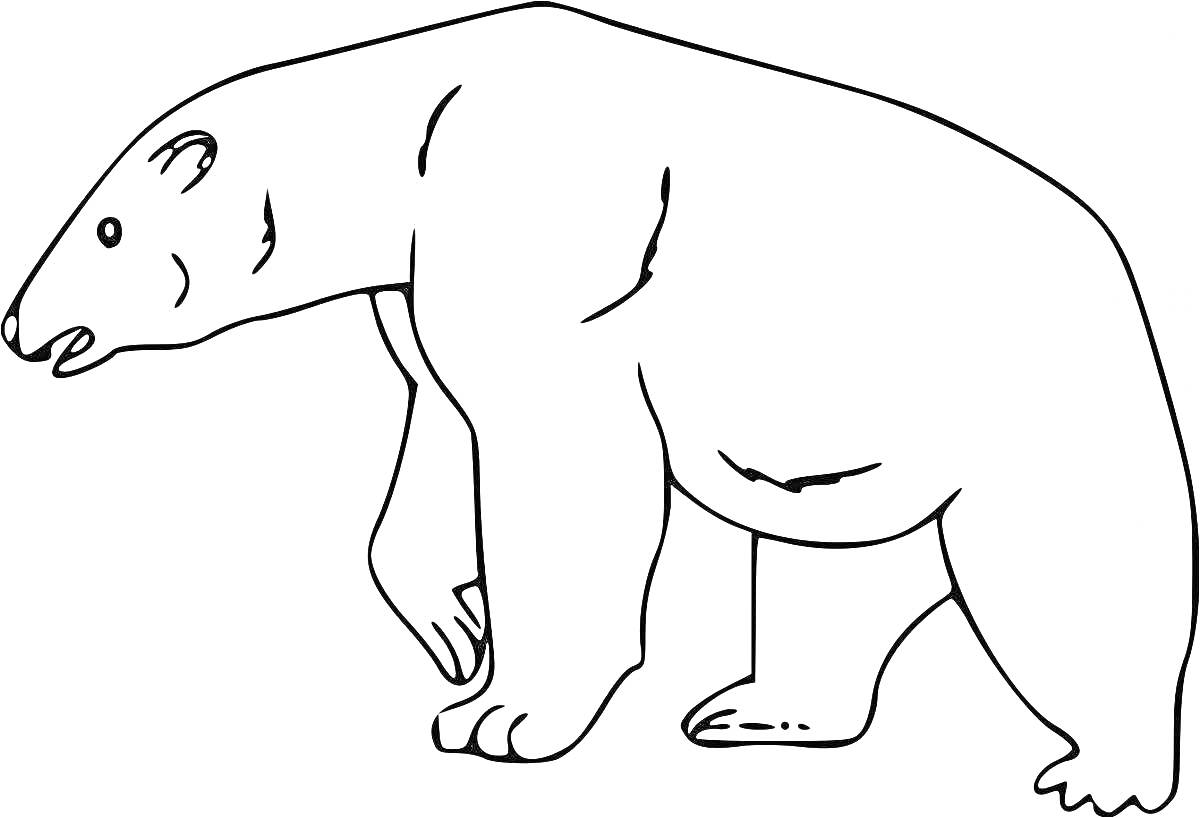 Раскраска Белый медведь, стоящий на четырёх лапах
