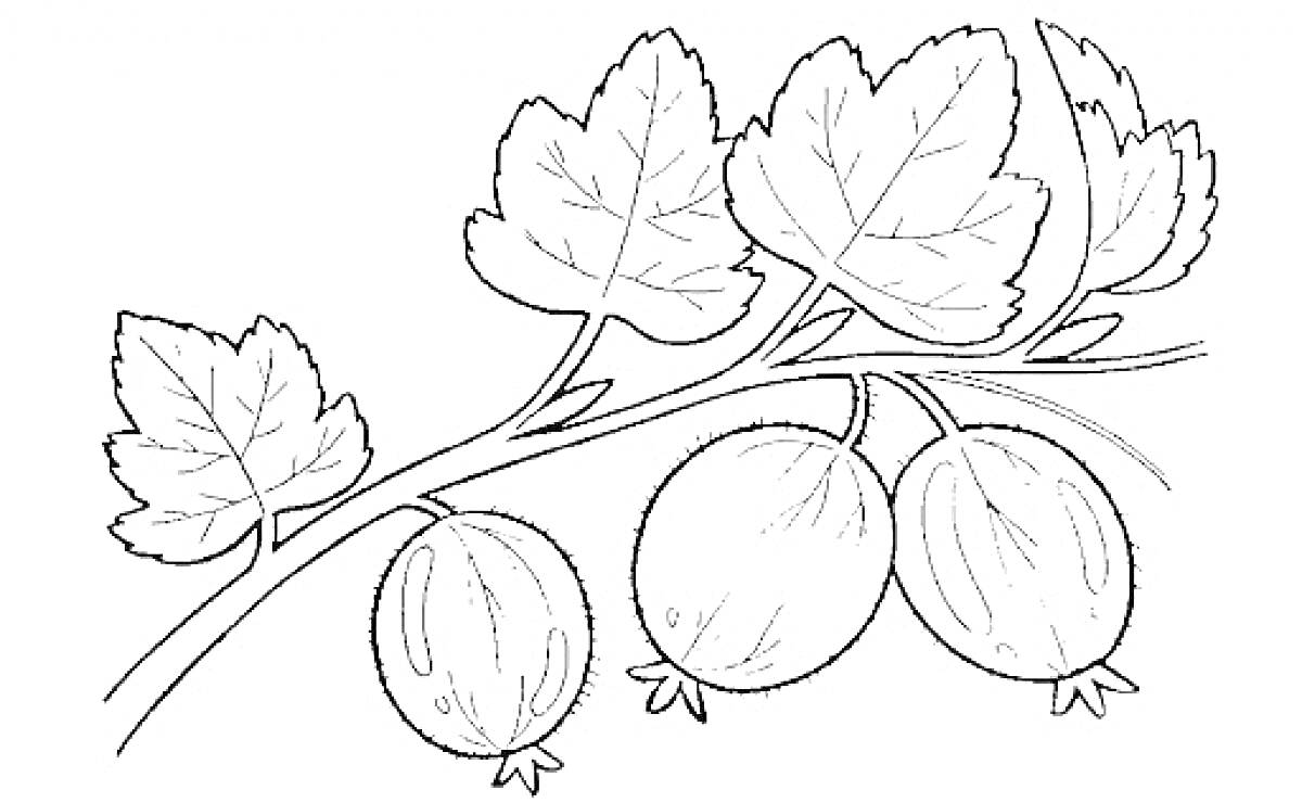 На раскраске изображено: Ягоды, Крыжовник, Ветка, Листья, Природа, Плоды, Растения