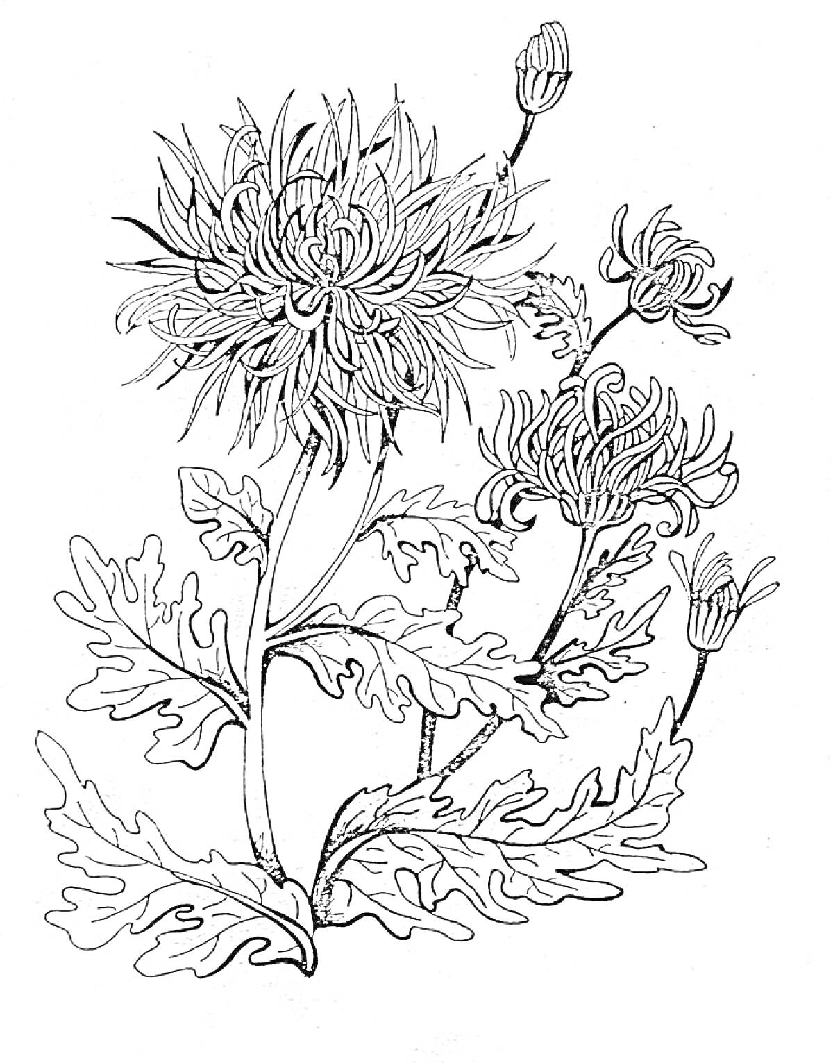Раскраска хризантемы с листьями и бутонами
