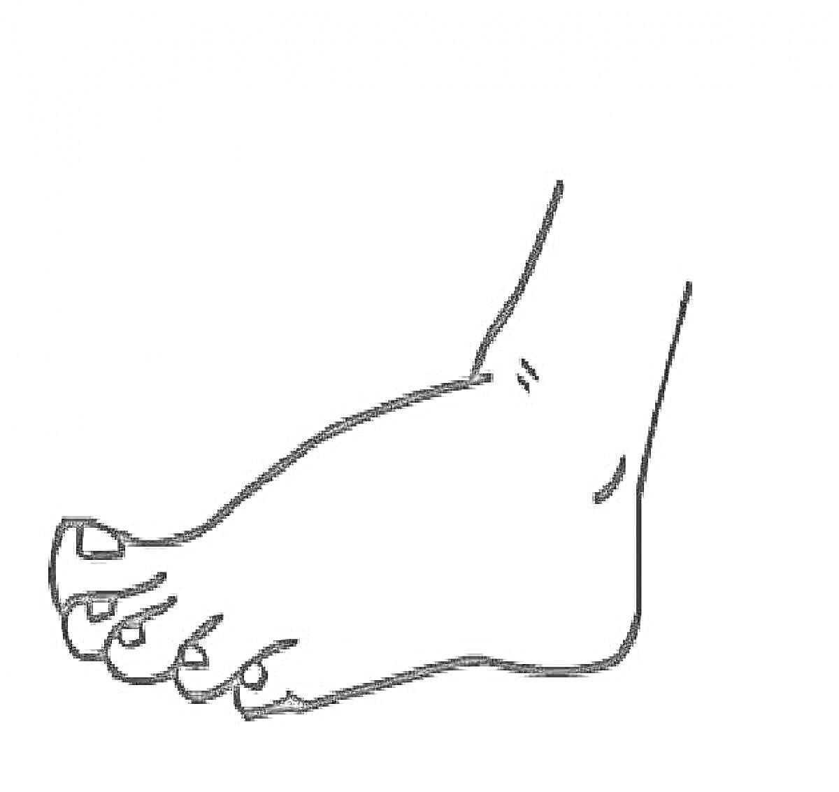 Раскраска нога с пальцами и лодыжкой, повернутая вверх