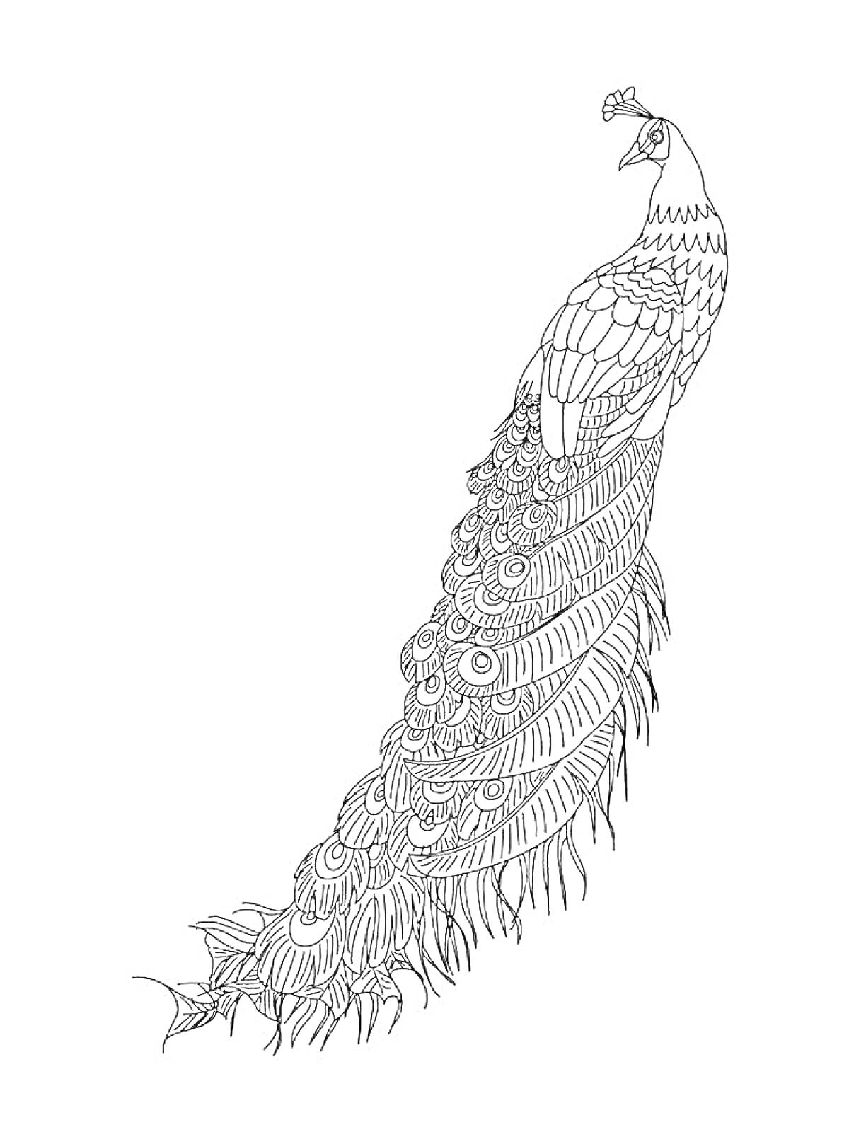 Раскраска Павлин с распущенным хвостом и детализированными перьями
