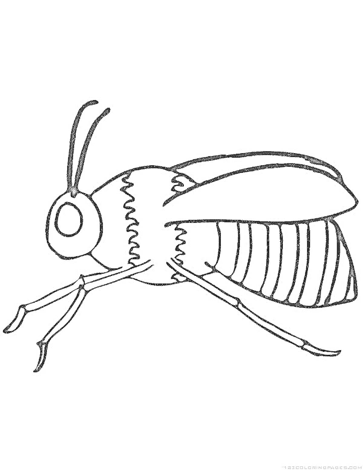 На раскраске изображено: Шмель, Насекомое, Крылья, Ноги, Брюшко, Для детей