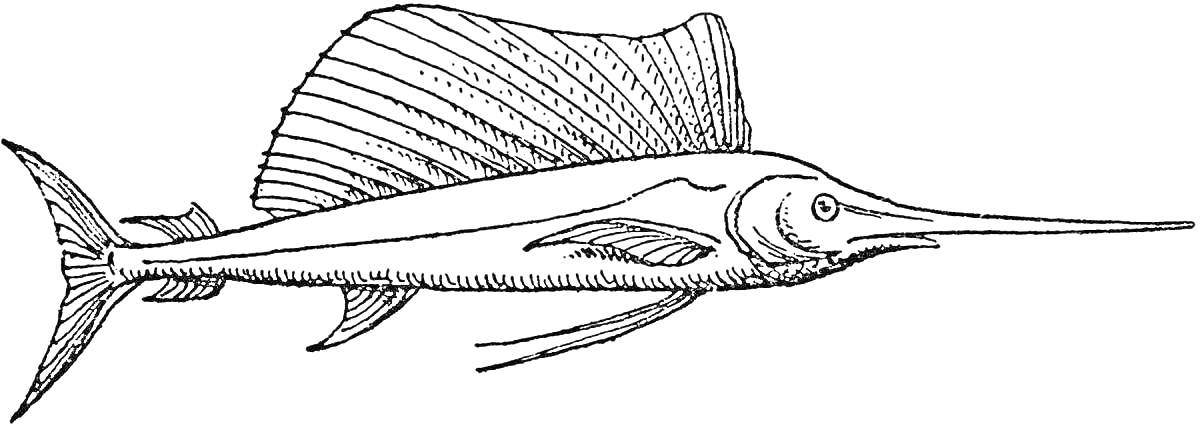 Раскраска с изображением рыбы-меча с большой спинной плавником и длинным острым носом