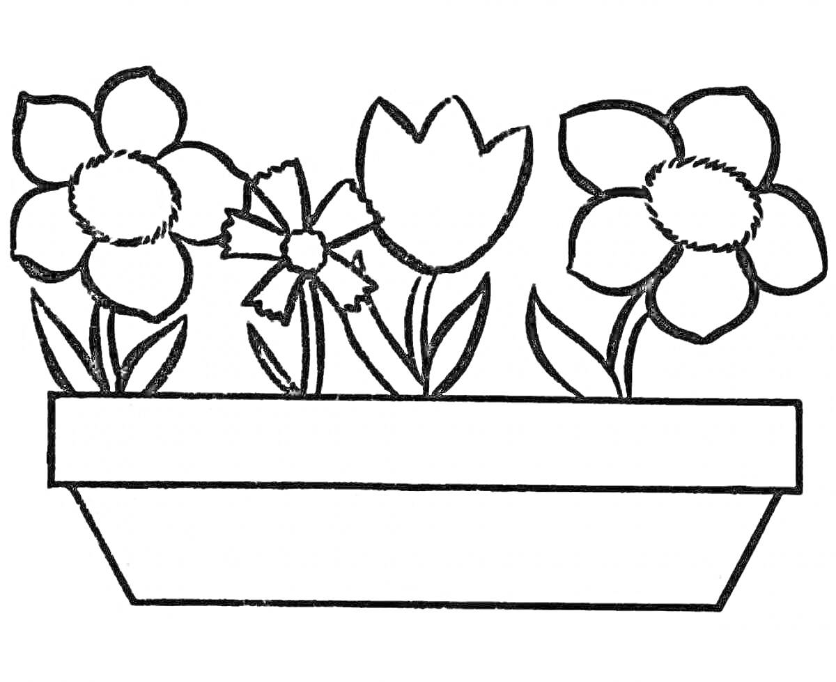 Раскраска Цветочный горшок с пятью цветами