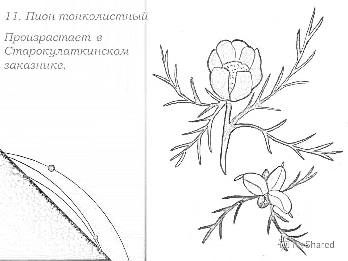 Раскраска Пион тонколистный с листочками и цветком. Произрастает в Старокулаткинском заказнике.