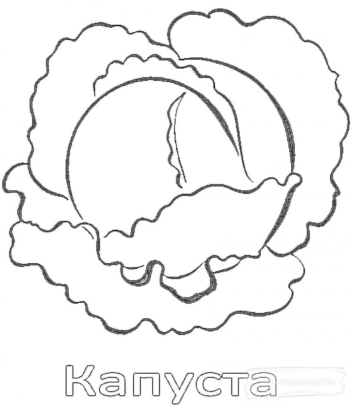 Раскраска капуста с листьями