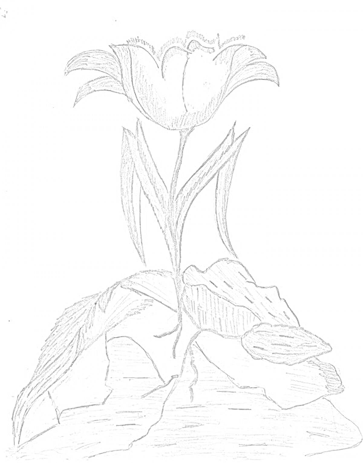 Раскраска Цветок на камнях с листьями и лепестками