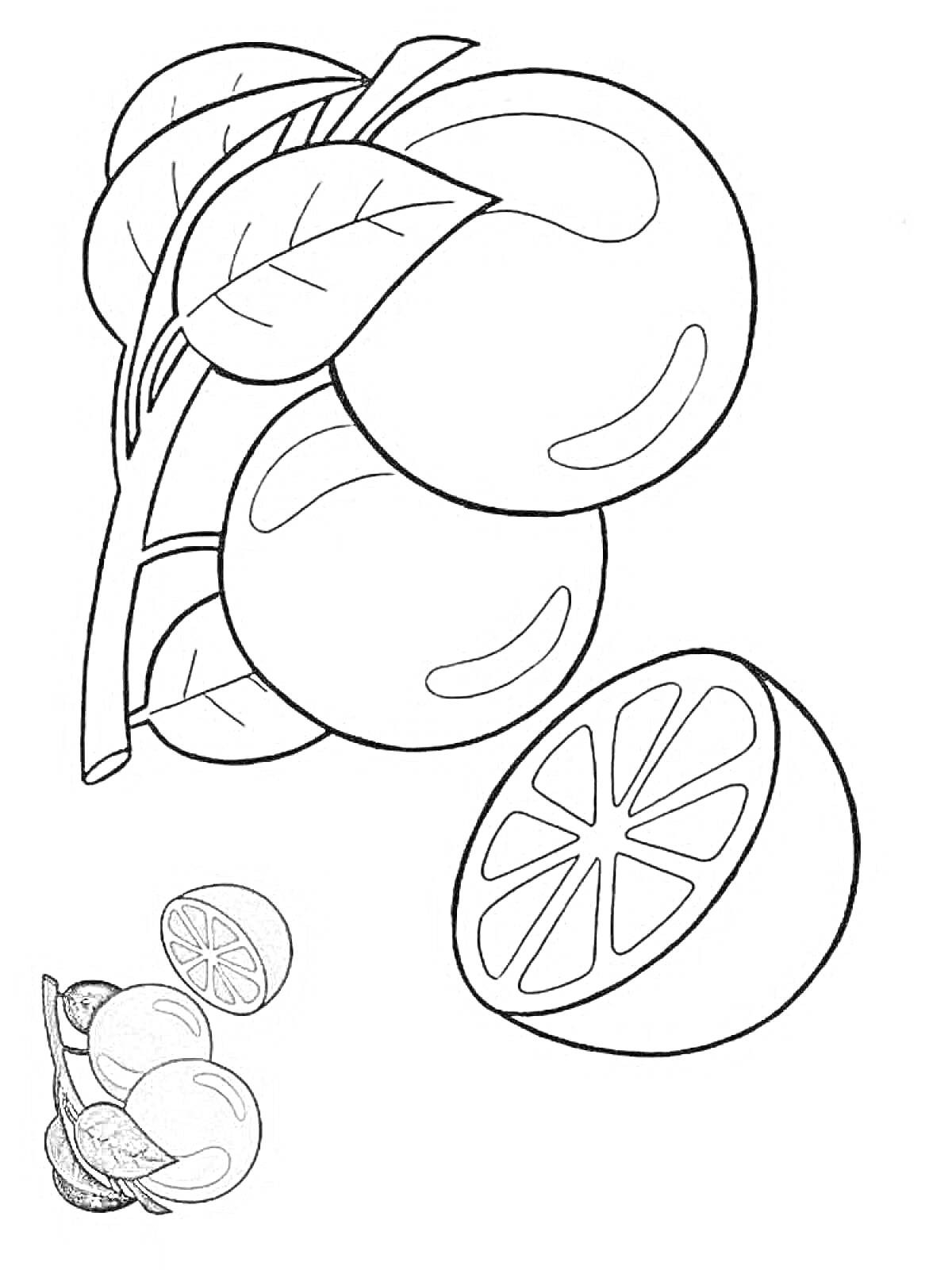 Раскраска Ветвь с тремя апельсинами и половинка апельсина