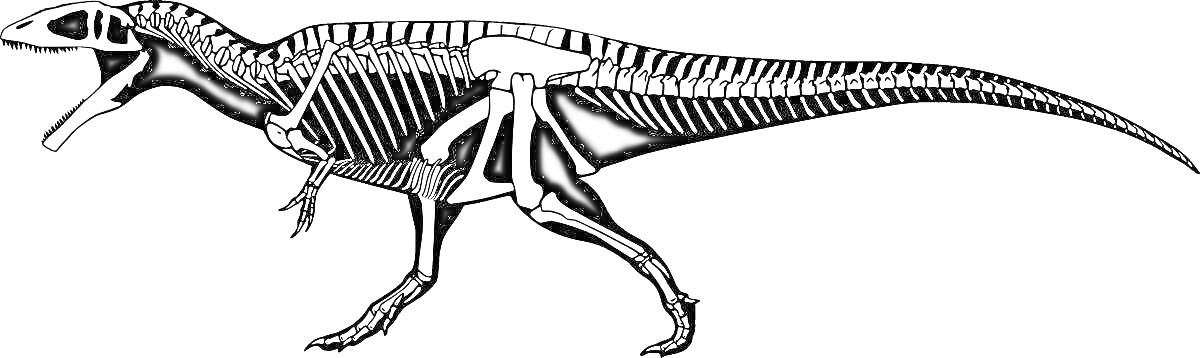 Раскраска Кархародонтозавр с видимым скелетом, стоящий на четырех лапах